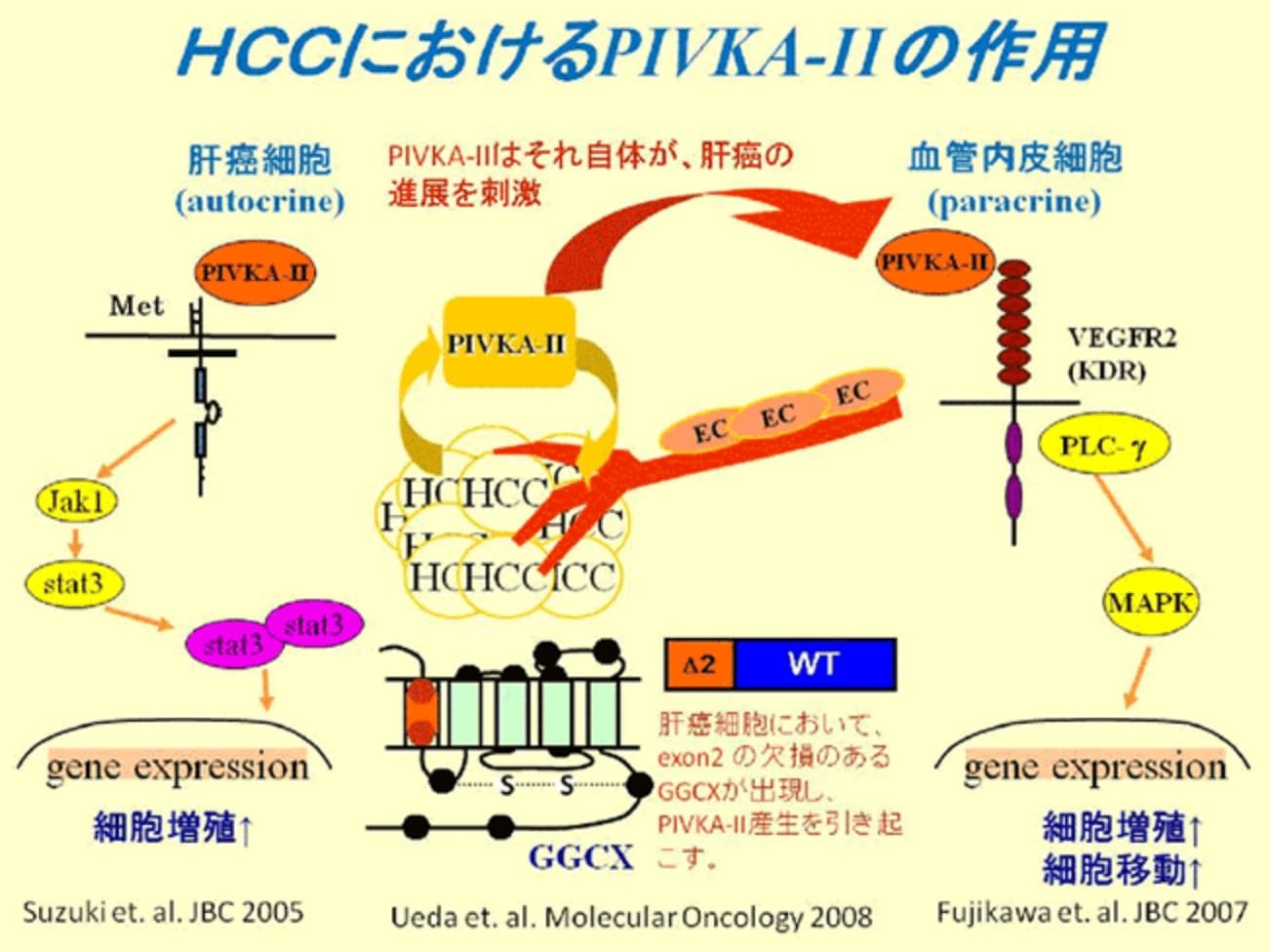 HCCにおけるPIVKA-IIの作用の図