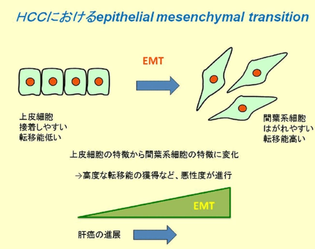 HCCにおける上皮間葉移行の図