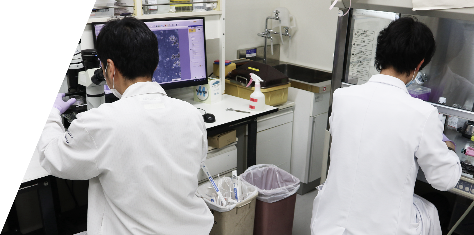 顕微鏡で調べている様子