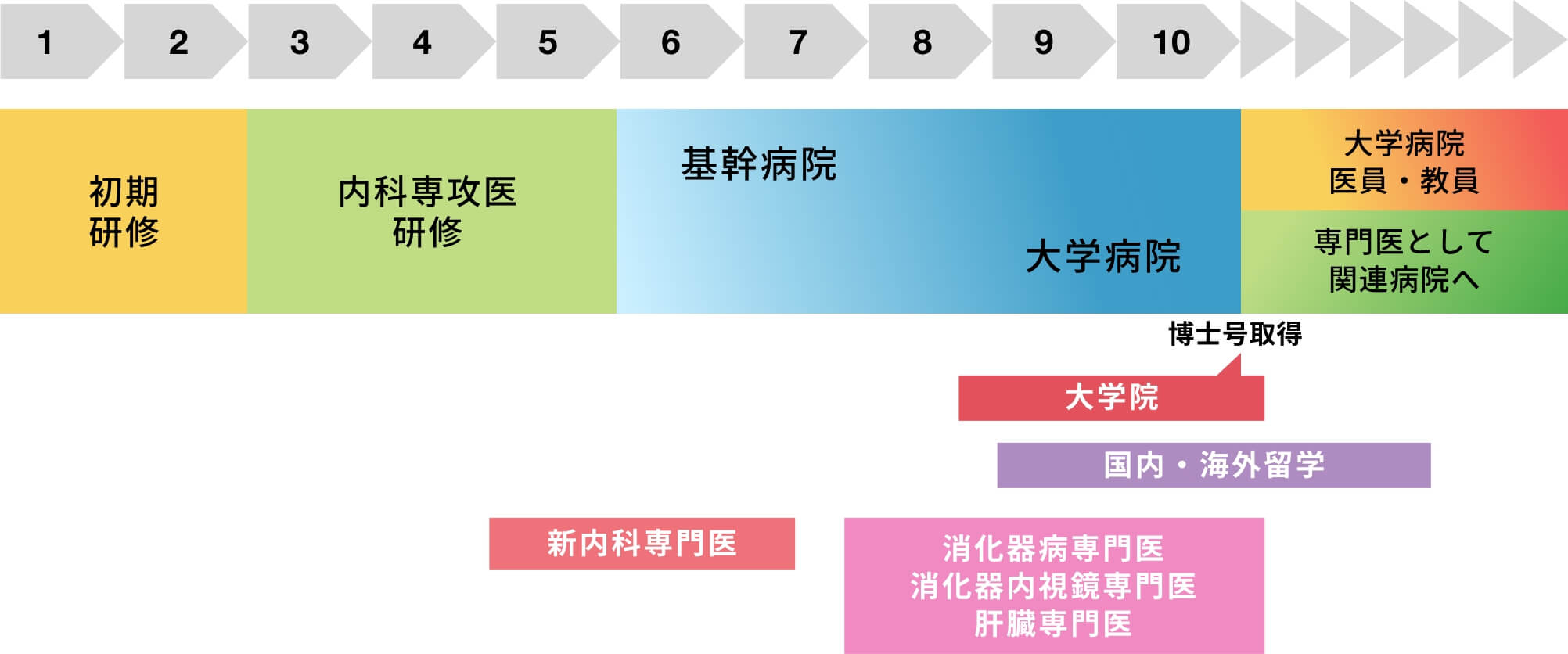 消化器内科でのキャリア形成のモデルケースの図